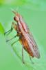 Ilione albiseta